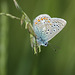 Common Blue (Polyommatus icarus) butterfly