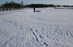 Snowy footprints crossing Newton Golf Course, Suffolk, England.