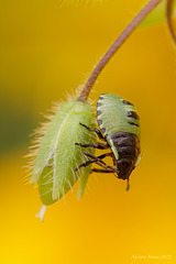 Green Shieldbug Nymph.