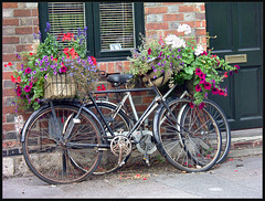 flowering bikes