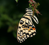 Lime butterfly (Papilio demoleus)