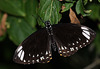 Common Mime (Papilio/Chilasa clytia) butterfly