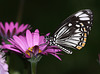 Common Mime (Papilio/Chilasa clytia) butterfly