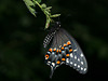 Black Swallowtail (Papilio polyxenes) butterfly