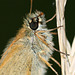 Small Skipper (Thymelicus sylvestris) butterfly