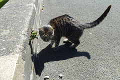 Isle of Man 2013 – Manx cat