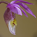 Calypso Orchid / Calypso bulbosa