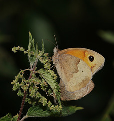 Meadow Brown (Maniola jurtina) butterflies