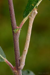 Peppered Moth Caterpillar (Biston betularia)