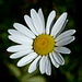 Oxeye Daisy / Chrysanthemum leucanthemum