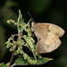 Meadow Brown (Maniola jurtina) butterflies