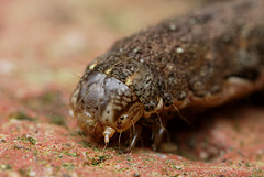 Noctuid Moth Larva