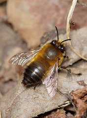 Feather Footed Bee