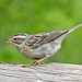 Clay-coloured Sparrow / Spizella pallida