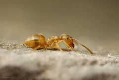 Yellow Meadow Ant