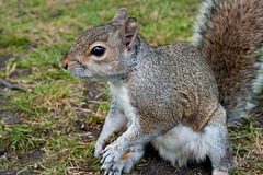 Squirrel wanting more peanuts