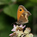 Gatekeeper (Pyronia tithonus) butterfly