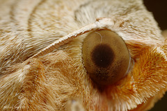 Angle Shades Moth Eye. (Phlogophora meticulosa)