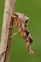 Angle Shades Moth (Phlogophora meticulosa)