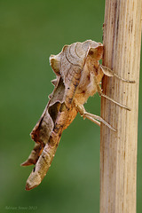 Angle Shades Moth (Phlogophora meticulosa)