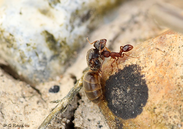 Ant with Dead Queen?
