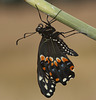 Black Swallowtail (Papilio polyxenes) butterfly