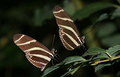 Zebra Heliconian (Heliconius charitonius) butterflies