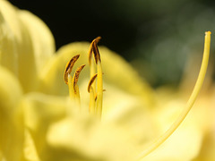 Detail of a Citron Daylily