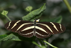 Zebra Heliconian (Heliconius charitonius) butterfly