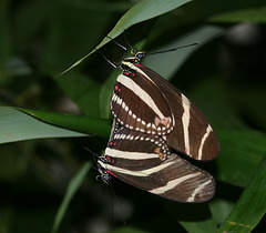 Zebra Heliconian (Heliconius charitonius) butterflies