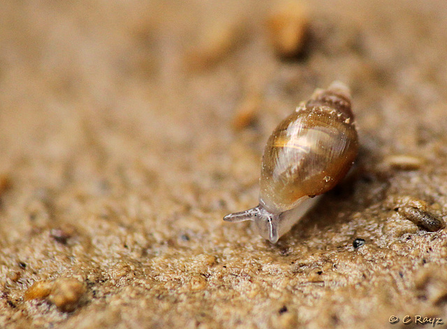 Tiny Snails in the Salt Marsh Area