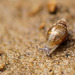 Tiny Snails in the Salt Marsh Area