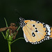 Plain Tiger (Danaus chrysippus) butterfly