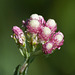 Rosy Pussytoes / Antennaria rosea