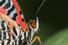 Malay Lacewing (Cethosia hypsea) butterfly