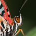 Malay Lacewing (Cethosia hypsea) butterfly