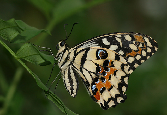 Lime butterfly (Papilio demoleus)