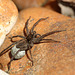 Wolf Spider with Eggs