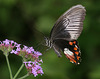 Tropical Swallowtail butterfly