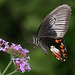 Tropical Swallowtail butterfly