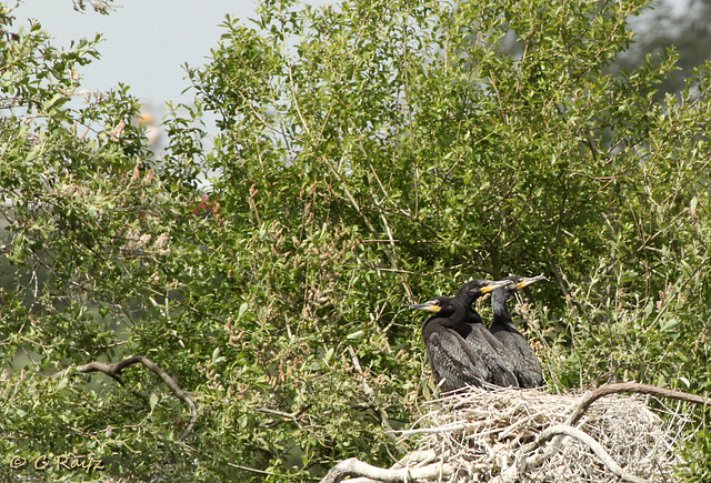 Juvenille Cormorants in Nest
