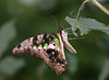 Tailed Jay (Graphium agamemnon) butterfly