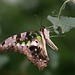 Tailed Jay (Graphium agamemnon) butterfly