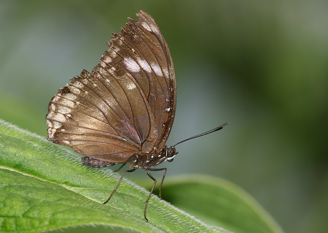 Great Eggfly (Hypolimnas bolina) butterfly