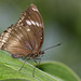 Great Eggfly (Hypolimnas bolina) butterfly