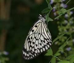 Paper Kite/Rice Paper (Idea leuconoe) butterfly