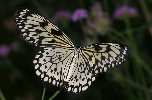 Paper Kite/Rice Paper (Idea leuconoe) butterfly