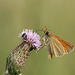 Small Skipper (Thymelicus sylvestris) butterfly