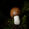 In mushroom paradise