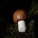 In mushroom paradise